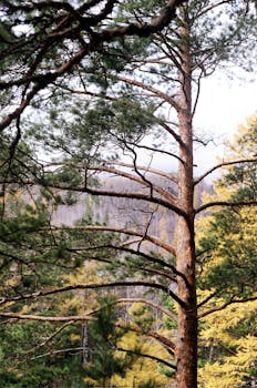 Image by Alyona Pastukhova