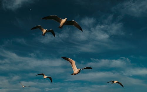 Gulls Flying under Blue Sky