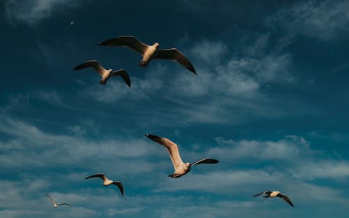 Fotos de stock gratuitas de alas, animales, aves