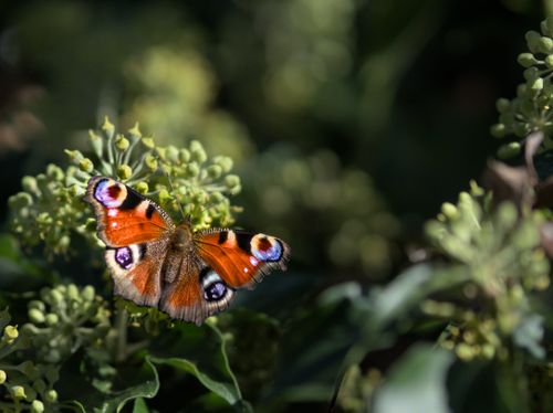Free Vibrant peacock butterfly perched on garden flower buds, showcasing its colorful wings. Stock Photo