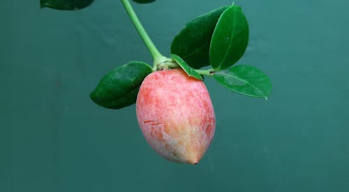 Close-Up Photo of a Plum Near Green Leaves