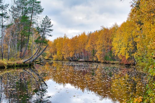 Darmowe zdjęcie z galerii z drzewa, fotografia krajobrazowa, jesień