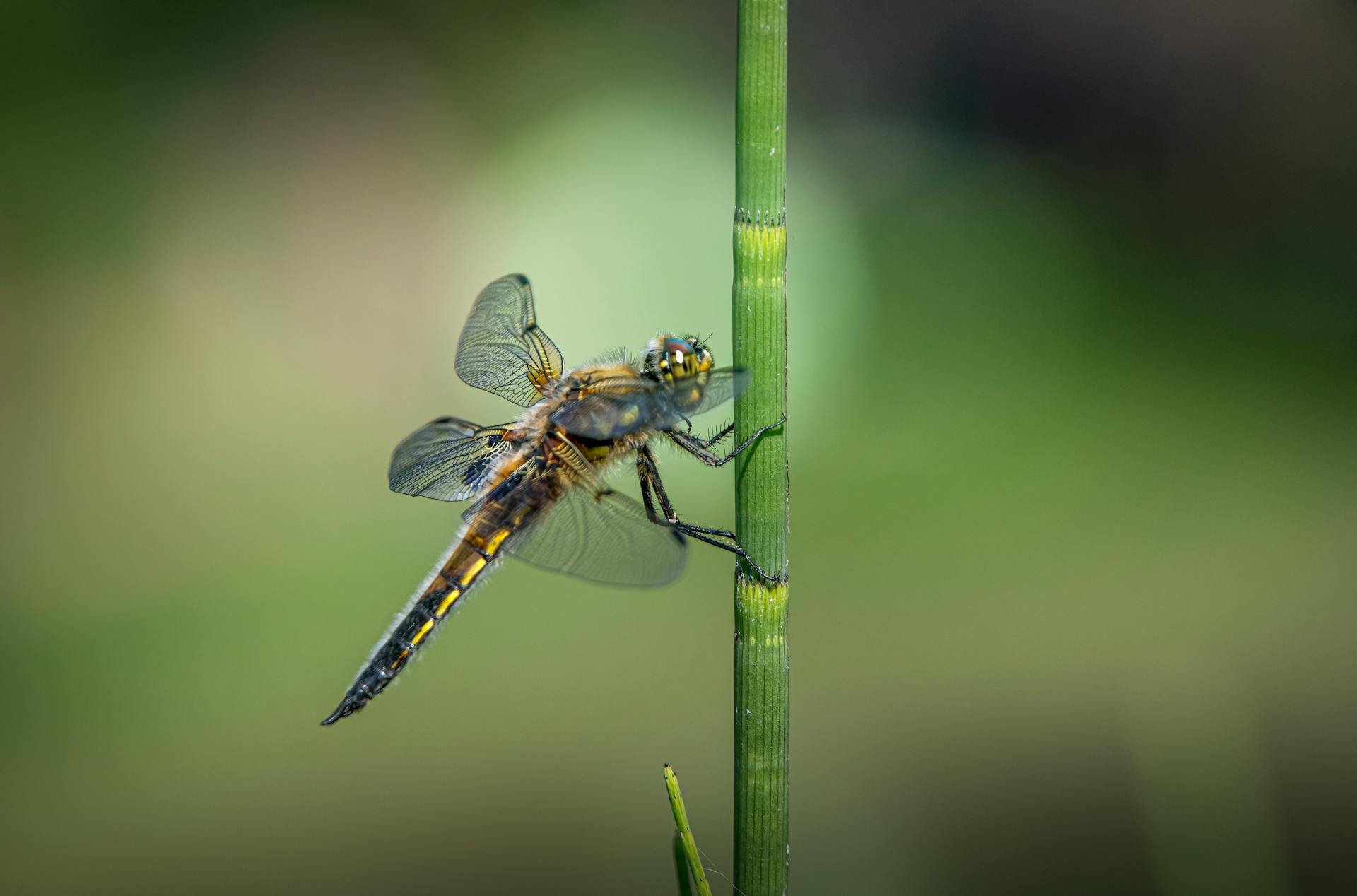 Macro Shot of a Four-Spotted Chaser on a Green Stem