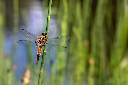 Gratis arkivbilde med insektfotografering, nærbilde, odonata