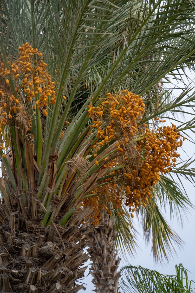 Date Palm Tree