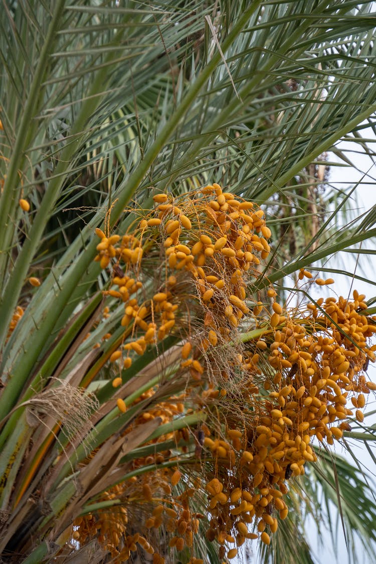 Palm Tree Fruits