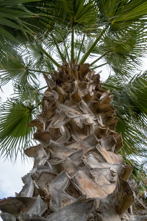 Free Low-angle shot of a Palm Tree Stock Photo