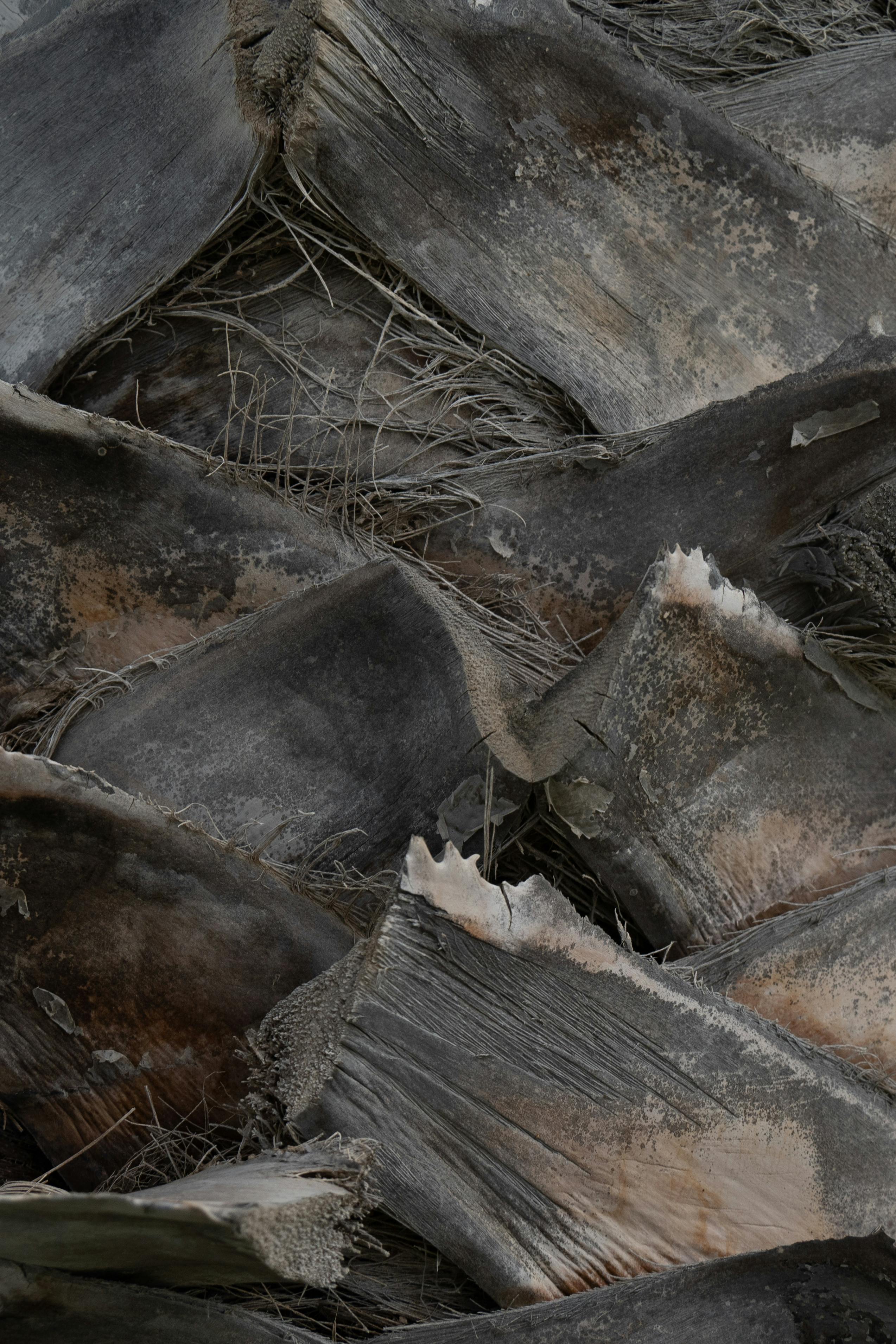 Detailed close-up view of weathered palm tree bark with layered textures.