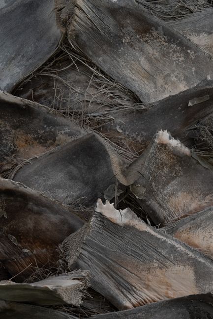 Detailed close-up view of weathered palm tree bark with layered textures.
