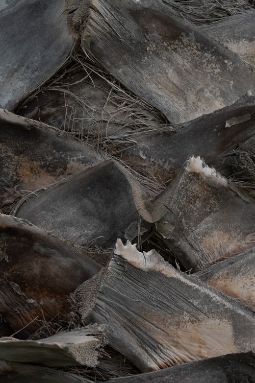 Free Detailed close-up view of weathered palm tree bark with layered textures. Stock Photo