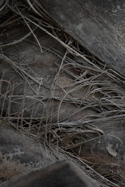 Plant Roots in Rocks · Free Stock Photo