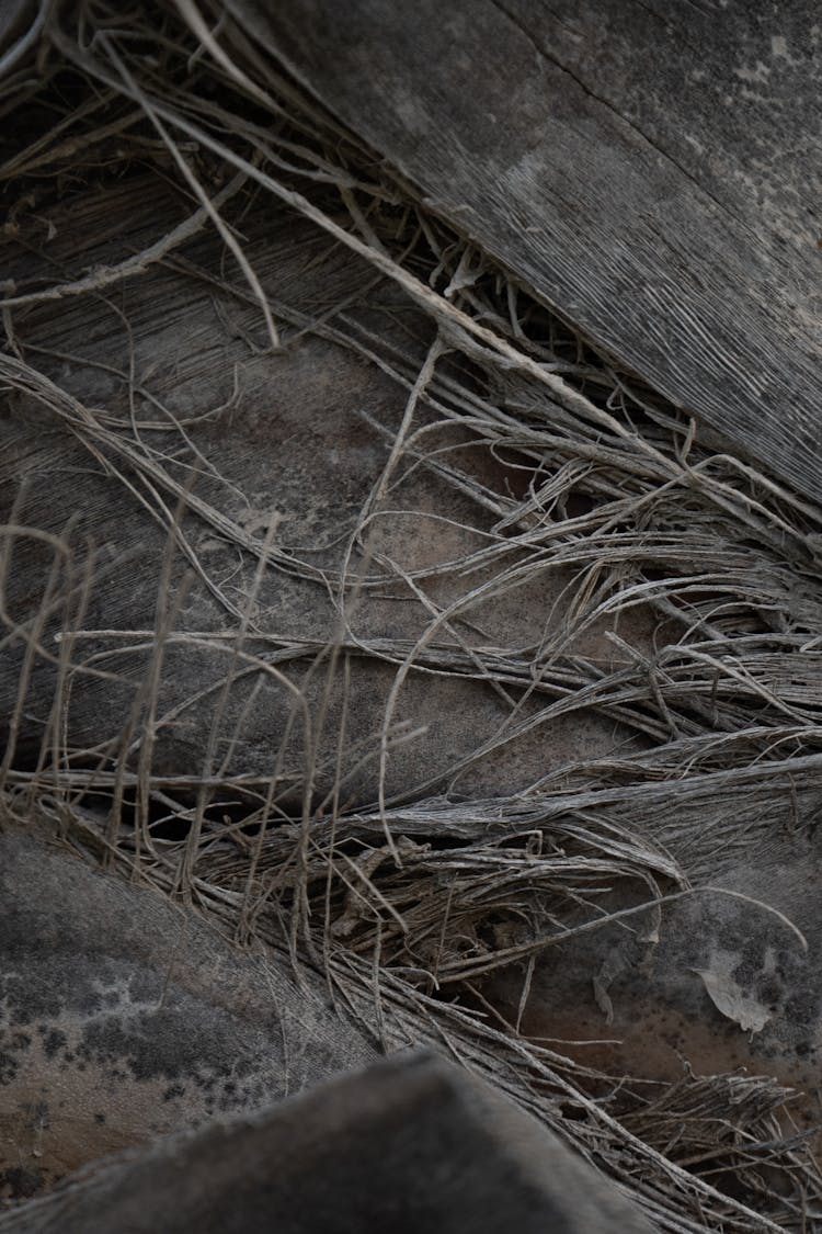 Plant Roots In Rocks