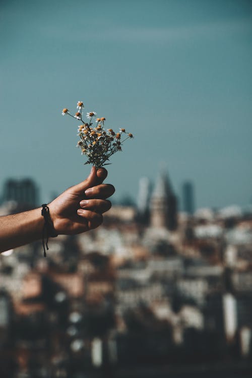 Person Hand Holding Wildflowers Bouquet on City Background