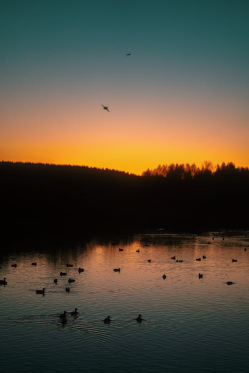 Dusk at a Body of Water with Ducks