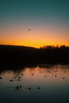 A peaceful sunset over a tranquil lake with ducks, creating a serene and picturesque landscape.