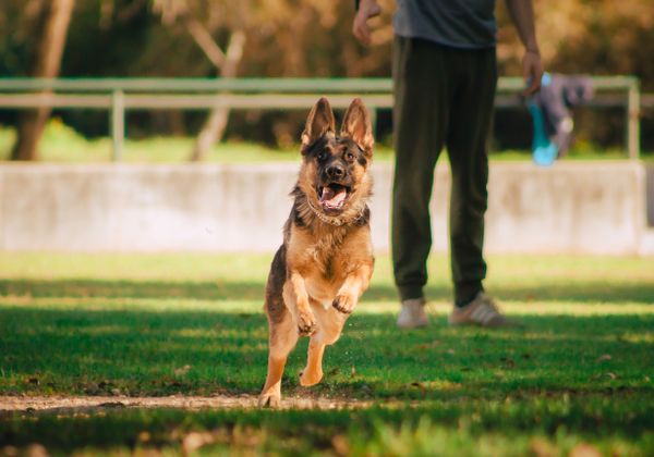 Hyperactive German Shepherd running energetically