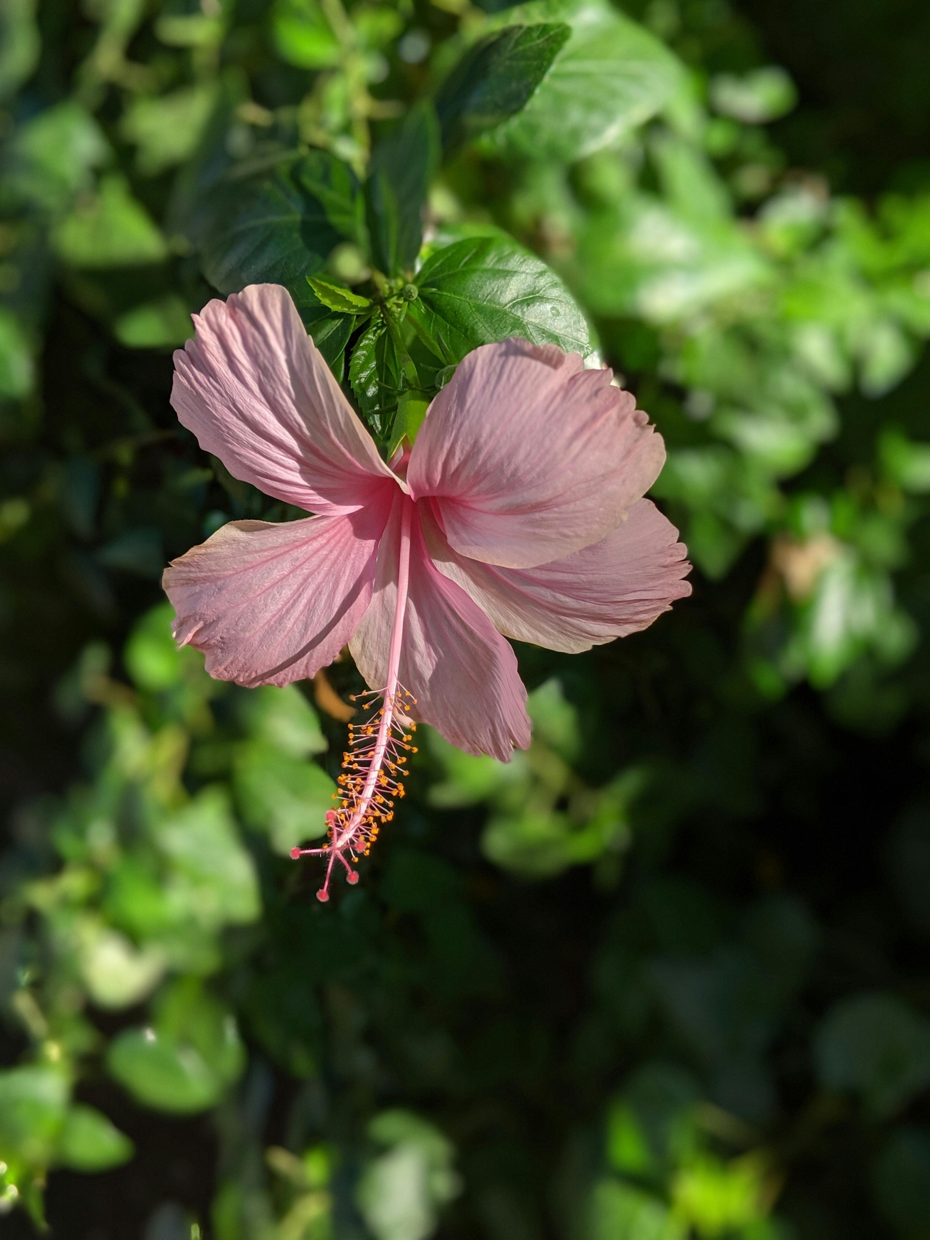 Stunning pink hibiscus flower blooming with lush green leaves in the background.
