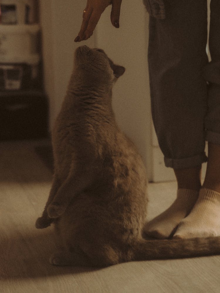 Close Up Of Cat And Woman Hand