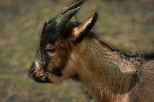 Free stock photo of domestic goat