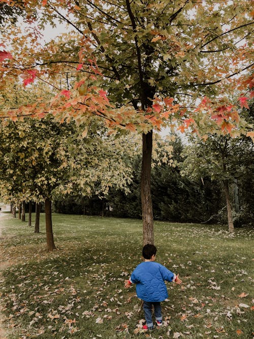 Free Boy in Blue Coat Standing on the Grass Under Maple Tree Stock Photo