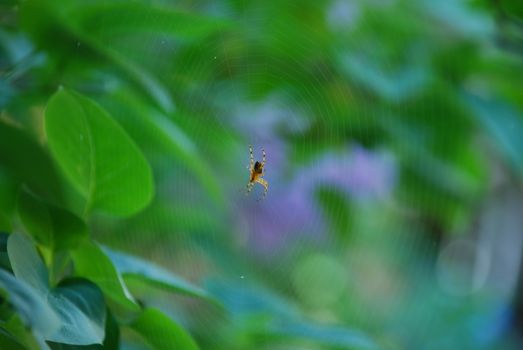 Close-up of a European garden spider (Araneus diadematus) poised on its web with a lush green background.