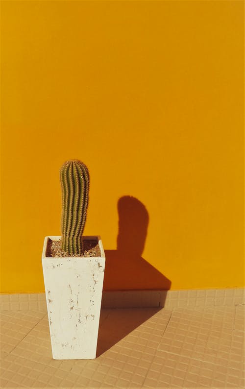 A Cactus Plant on a White Vase