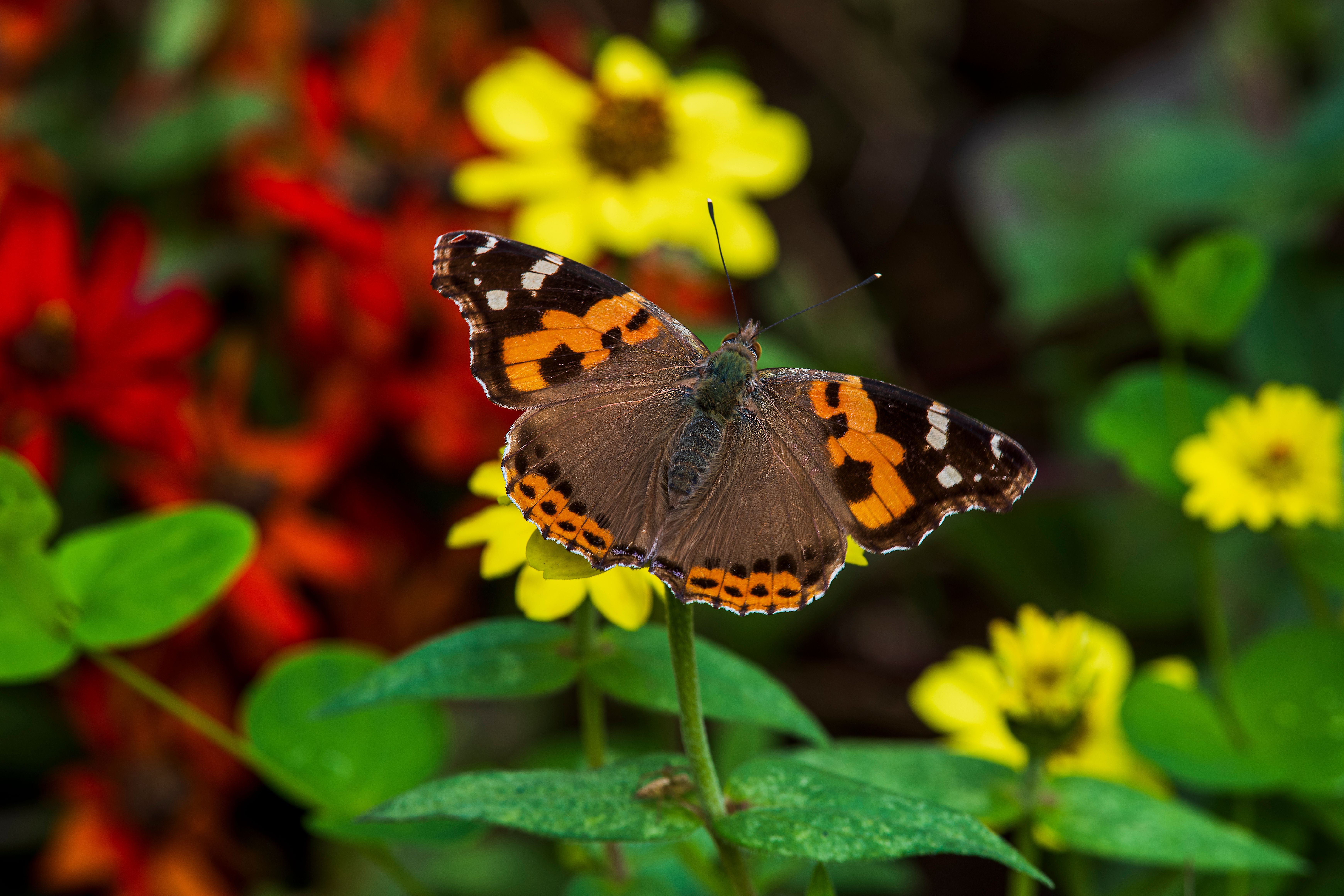 A Brown and Orange Butterfly on Yellow Flower · Free Stock Photo