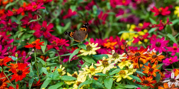 Allée fleurie du Jardin des papillons avec des visiteurs