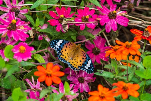 Yellow and Blue Butterfly on Pink and Orange Zinnias