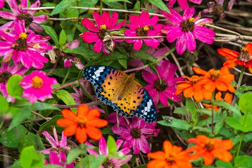Free A butterfly rests amidst vivid pink and orange zinnia flowers, showcasing nature's vibrant colors. Stock Photo