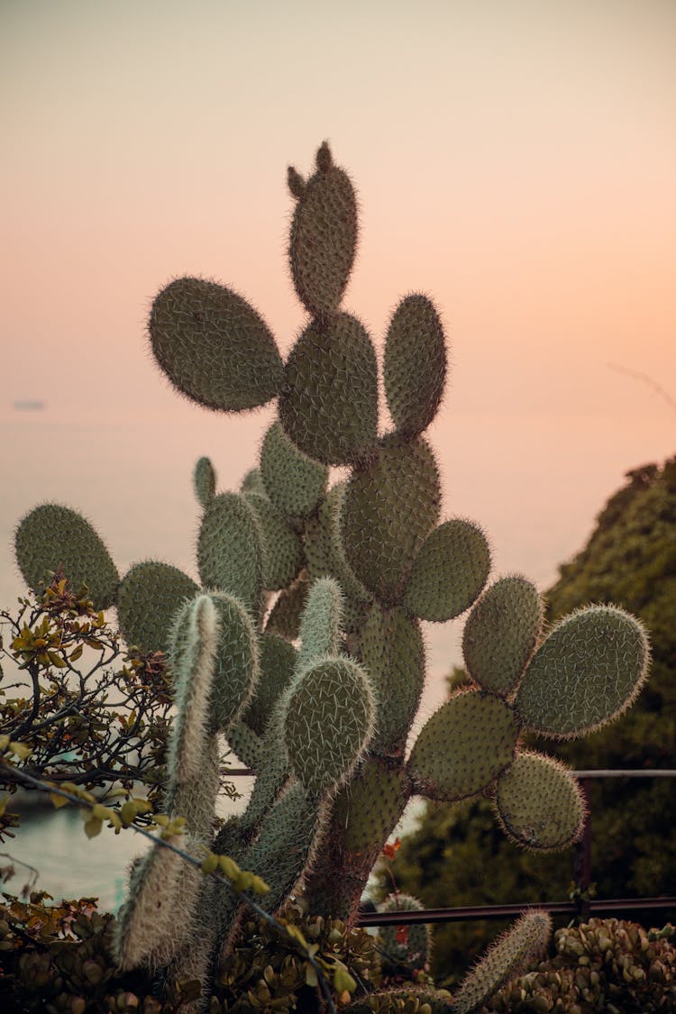 Photo Of Prickly Pear Cactus At Sunset