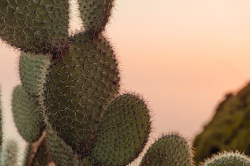 Kostenlos Kostenloses Stock Foto zu dornen, kakteen, kaktus Stock-Foto