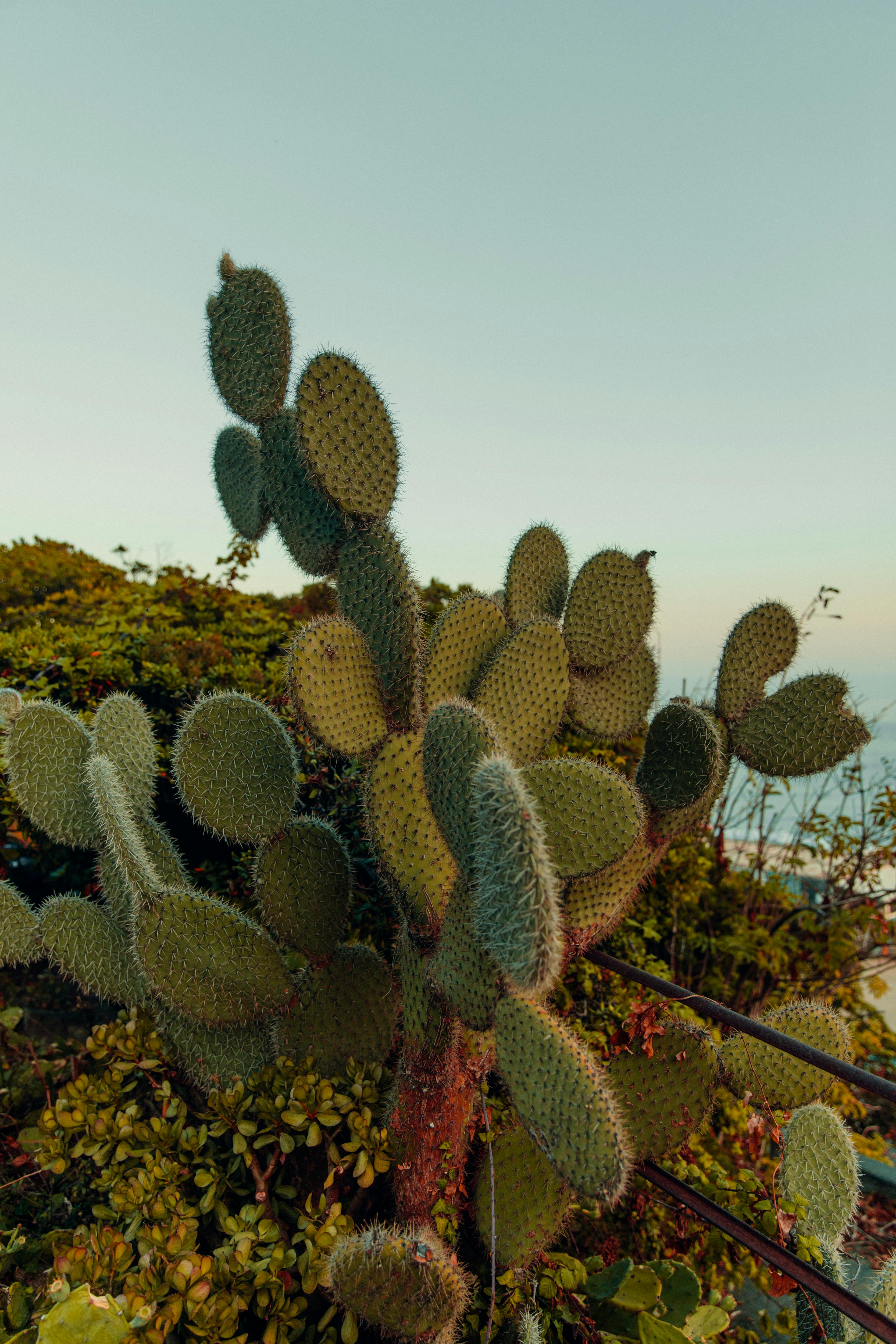 green cactus plants