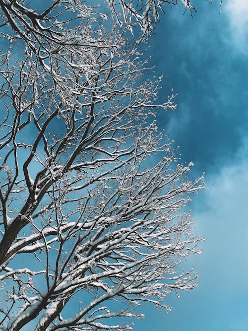 Snow Covered Leafless Tree Under Blue Sky