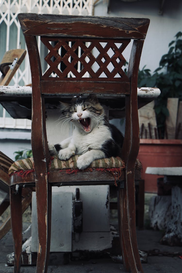 Cat Sitting On An Old Chair And Yawning