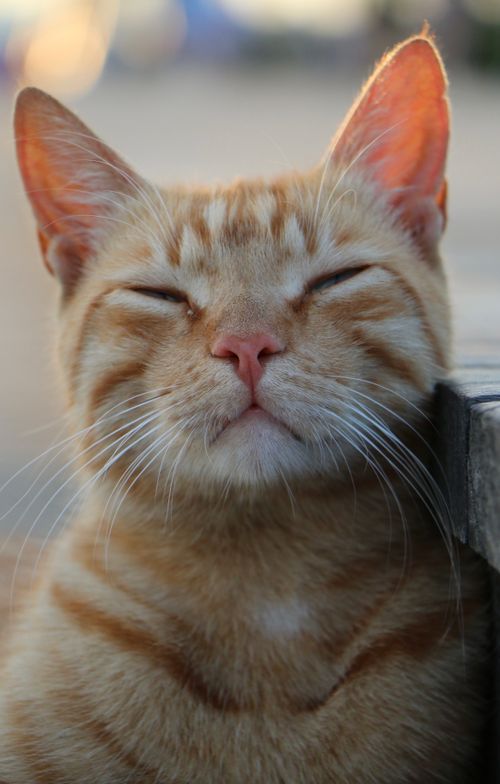 Free A serene close-up portrait of an orange tabby cat with its eyes closed, showcasing whiskers. Stock Photo