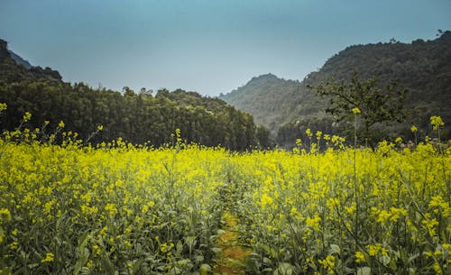 Yellow Flower Field Near Trees and Mountains
