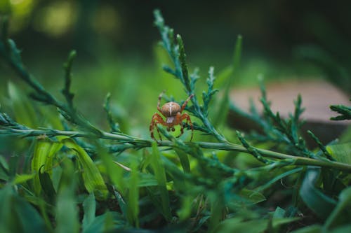 Gratis lagerfoto af dyrefotografering, edderkop, grøn Lagerfoto