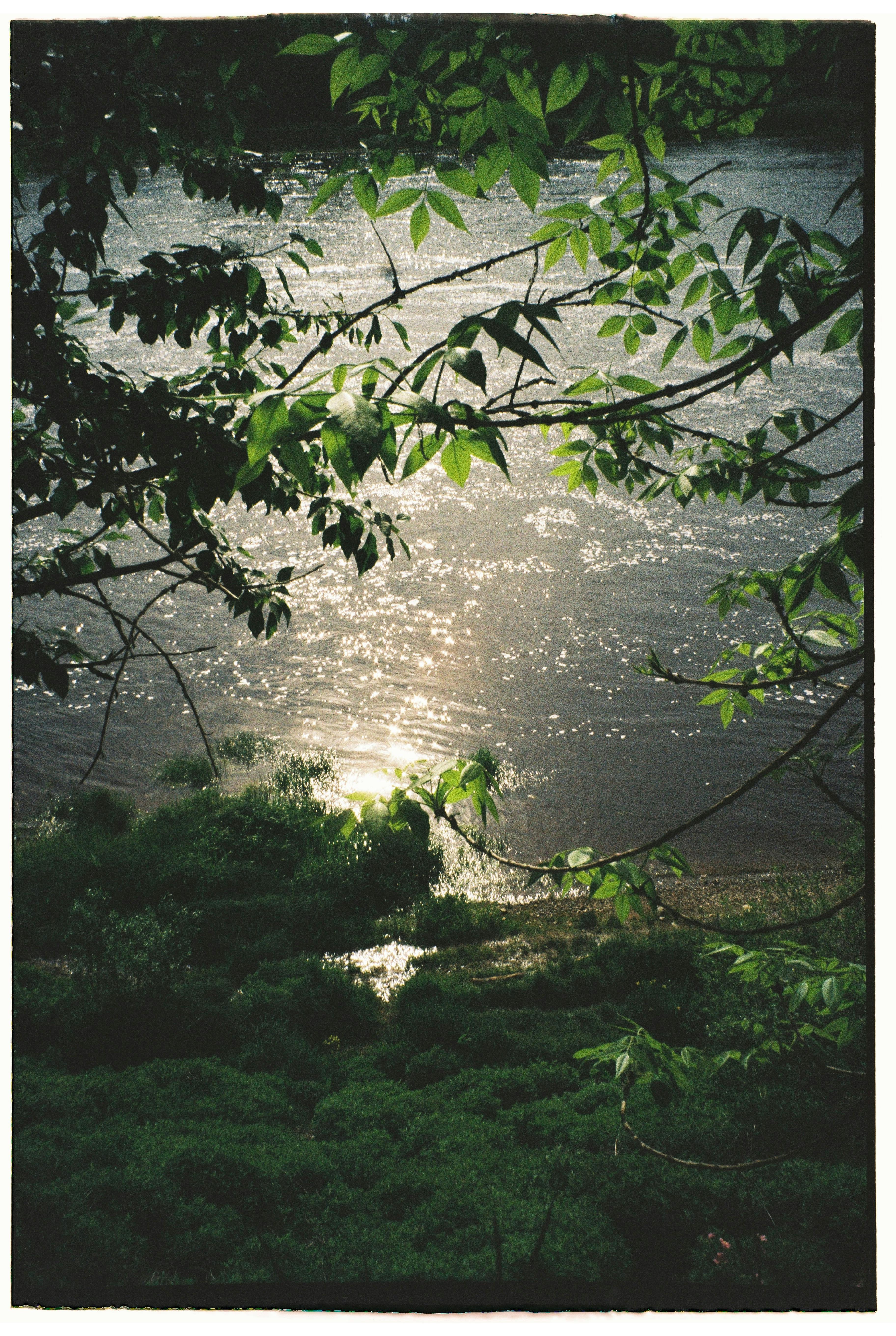 Tranquil river view framed by lush green leaves and reflecting sunlight.
