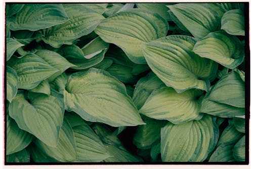 Kostnadsfri bild av blad, botanik, grön