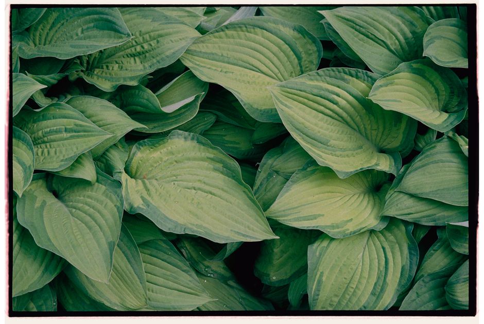 A detailed close-up of vibrant green hosta leaves with rich textures, perfect for nature-themed backgrounds.