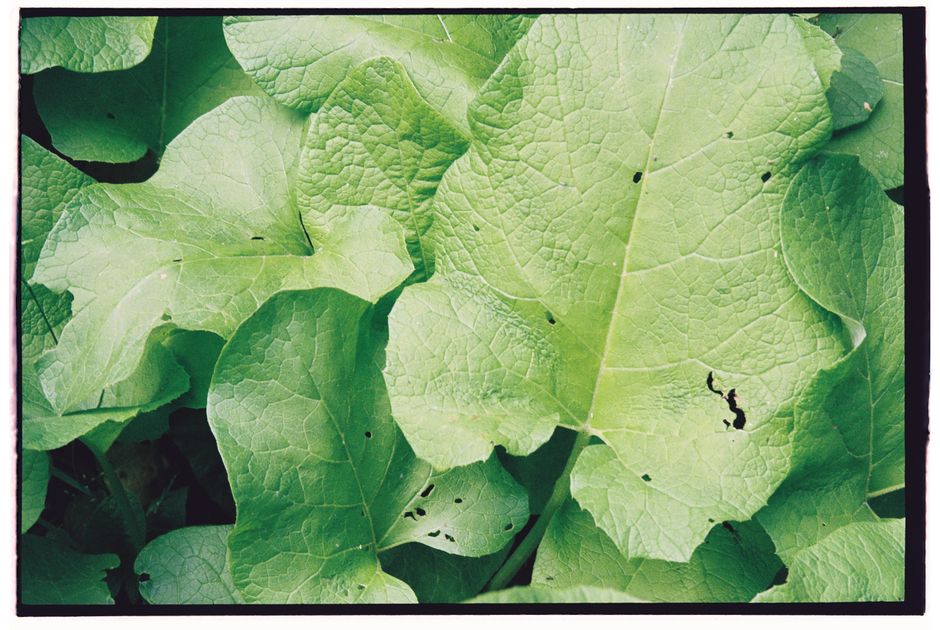 A detailed close-up of vibrant green leaves showcasing their unique texture.