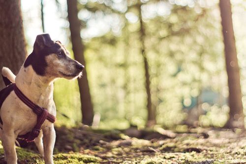 Free A curious Jack Russell Terrier in a sunlit forest with blurred background. Stock Photo