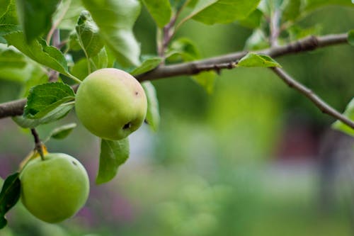 Green Apples on the Tree