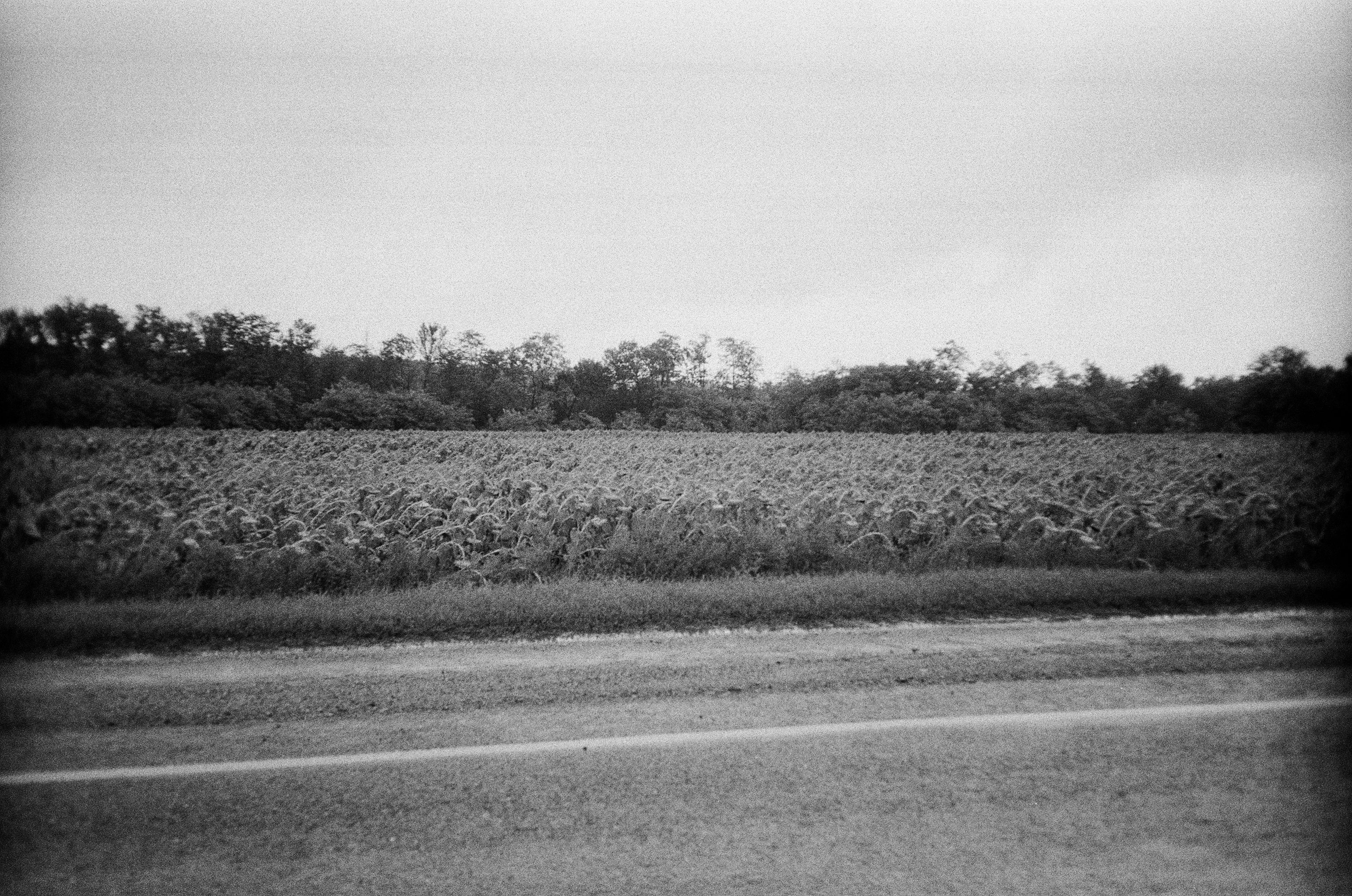 A black and white photograph of a rural field with trees in the background.