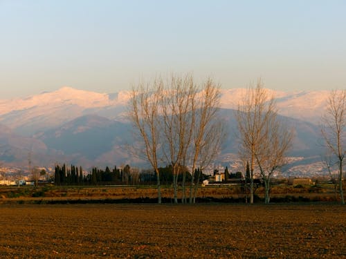 Leafless Trees on a Field