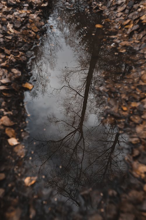 Ingyenes stockfotó függőleges lövés, közelkép, leafless fa témában