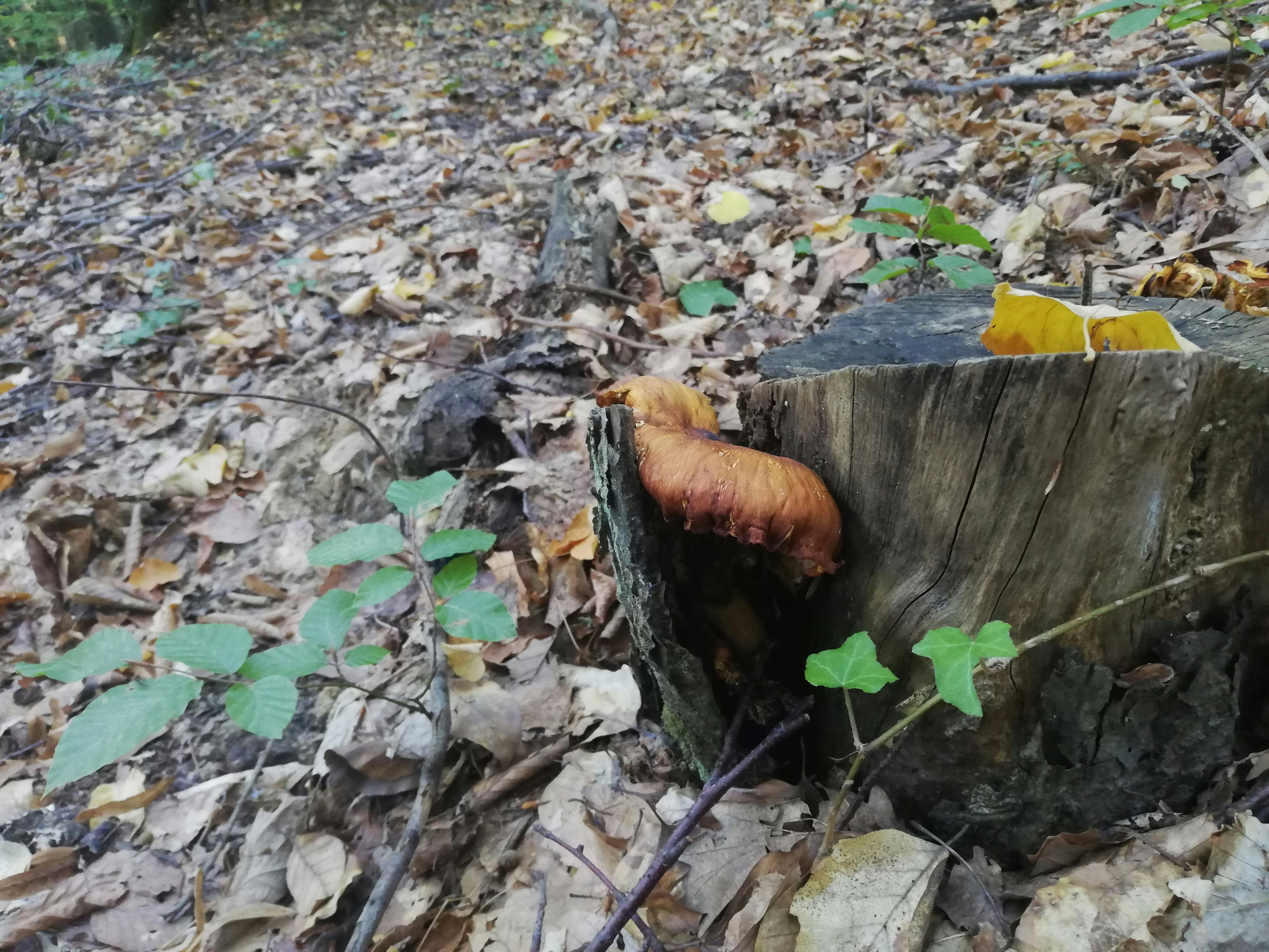 Preço dos Combustíveis Cai e Alivia Pressão Inflacionária