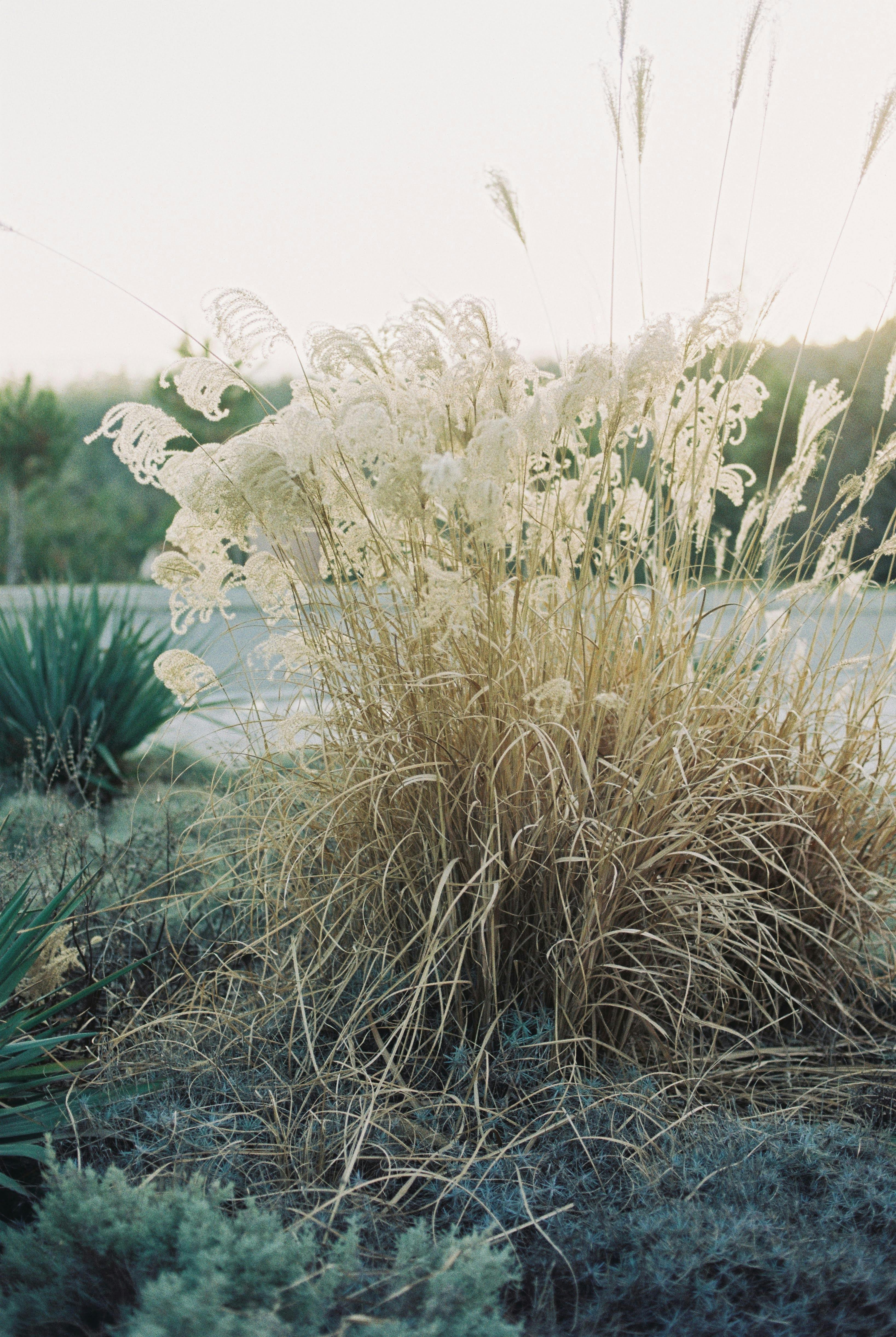 Tranquil image of ornamental grass in Tbilisi's natural setting, perfect for nature themes.