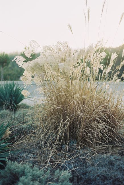 Tranquil image of ornamental grass in Tbilisi's natural setting, perfect for nature themes.